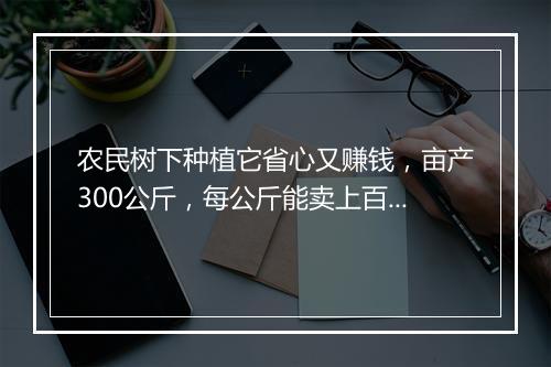 农民树下种植它省心又赚钱，亩产300公斤，每公斤能卖上百元！