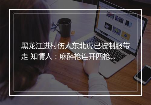 黑龙江进村伤人东北虎已被制服带走 知情人：麻醉枪连开四枪后又补了一枪