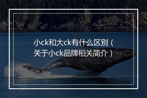 小ck和大ck有什么区别（关于小ck品牌相关简介）