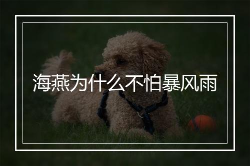 海燕为什么不怕暴风雨