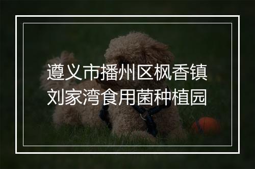 遵义市播州区枫香镇刘家湾食用菌种植园