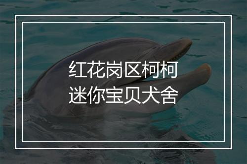 红花岗区柯柯迷你宝贝犬舍