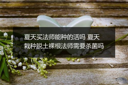 夏天买法师能种的活吗 夏天栽种脱土裸根法师需要杀菌吗