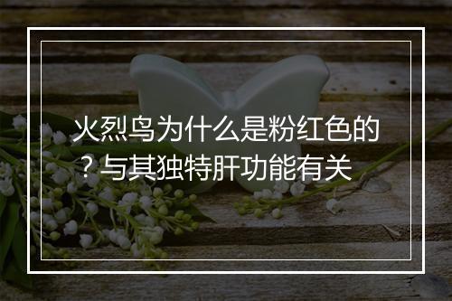火烈鸟为什么是粉红色的？与其独特肝功能有关