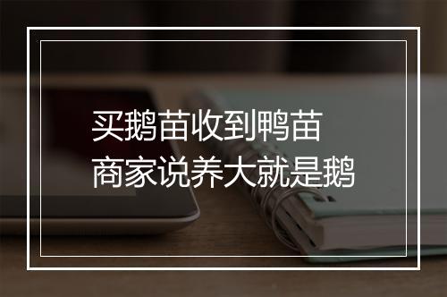 买鹅苗收到鸭苗 商家说养大就是鹅