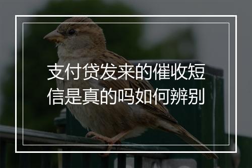 支付贷发来的催收短信是真的吗如何辨别