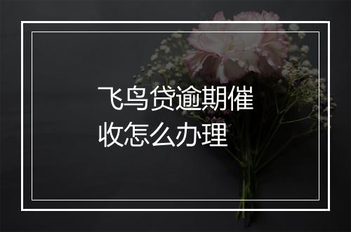 飞鸟贷逾期催收怎么办理