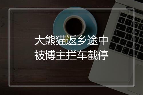 大熊猫返乡途中被博主拦车截停