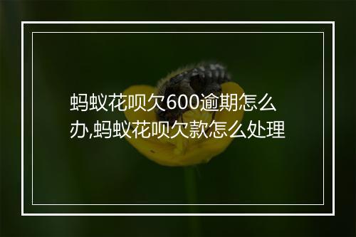 蚂蚁花呗欠600逾期怎么办,蚂蚁花呗欠款怎么处理