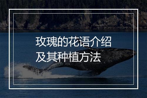 玫瑰的花语介绍及其种植方法