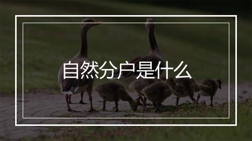 自然分户是什么