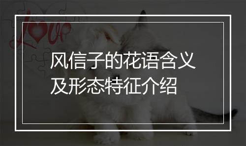 风信子的花语含义及形态特征介绍