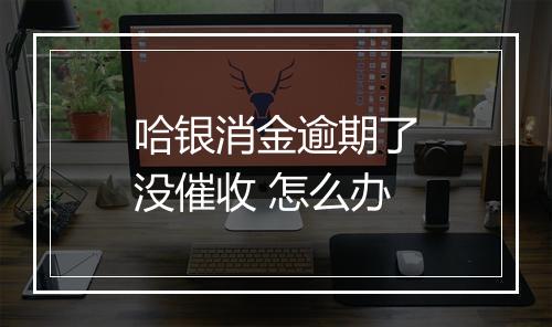 哈银消金逾期了没催收 怎么办