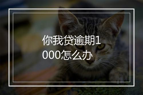你我贷逾期1000怎么办