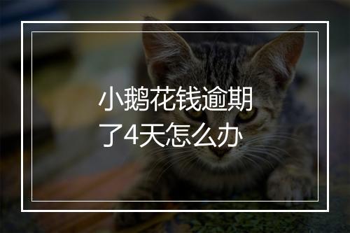 小鹅花钱逾期了4天怎么办