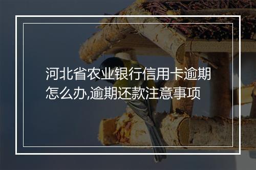河北省农业银行信用卡逾期怎么办,逾期还款注意事项