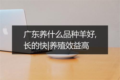 广东养什么品种羊好,长的快|养殖效益高