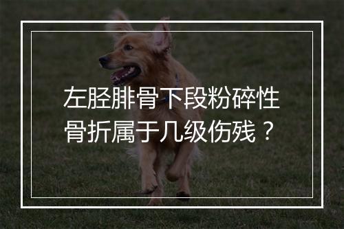 左胫腓骨下段粉碎性骨折属于几级伤残？