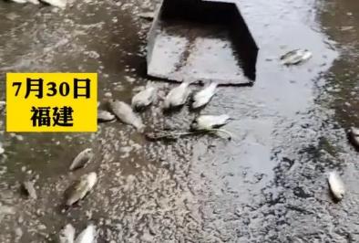 梦见大雨过后到处都是鱼不是梦，一段奇妙的经历